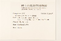 小米菊藏品圖，第2張