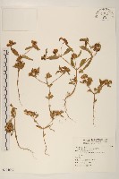 黃頂菊藏品圖，第1張