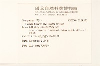 黃頂菊藏品圖，第2張