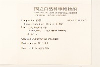 黃頂菊藏品圖，第2張