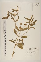 黃頂菊藏品圖，第1張