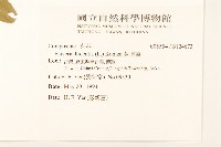 黃頂菊藏品圖，第2張