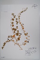 普剌特草藏品圖，第1張