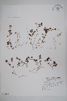 山桔梗藏品圖，第1張