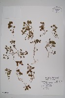 山桔梗藏品圖，第1張