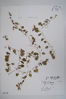 圓葉山梗菜藏品圖，第1張