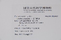 圓葉山梗菜藏品圖，第2張