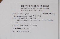 大本山梗菜藏品圖，第2張