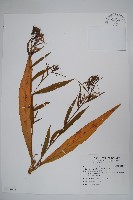 大本山梗菜藏品圖，第1張