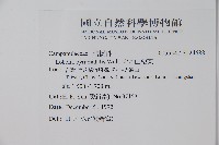 大本山梗菜藏品圖，第2張