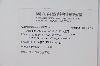 大本山梗菜藏品圖，第2張