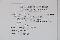 玉山山奶草藏品圖，第2張