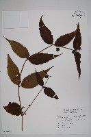 臺灣土黨參藏品圖，第1張