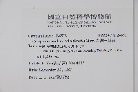 臺灣土黨參藏品圖，第2張