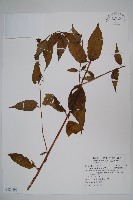 臺灣土黨參藏品圖，第1張