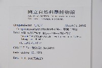 臺灣土黨參藏品圖，第2張