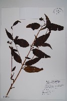 臺灣土黨參藏品圖，第1張