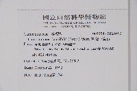 臺灣土黨參藏品圖，第2張