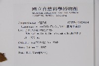 臺灣土黨參藏品圖，第2張