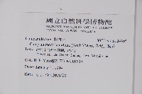 臺灣土黨參藏品圖，第2張