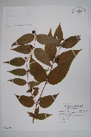 臺灣土黨參藏品圖，第1張