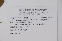 臺灣土黨參藏品圖，第2張