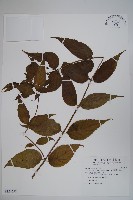 臺灣土黨參藏品圖，第1張