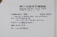 臺灣土黨參藏品圖，第2張