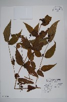 臺灣土黨參藏品圖，第1張