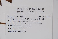 臺灣土黨參藏品圖，第2張