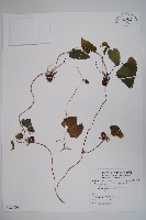 大花金錢豹藏品圖，第1張