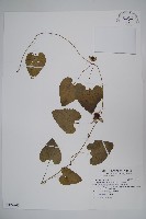 大花金錢豹藏品圖，第1張