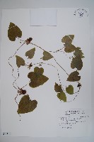 大花金錢豹藏品圖，第1張