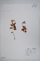 高山沙參藏品圖，第1張