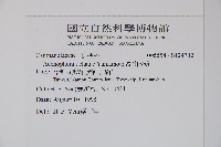 高山沙參藏品圖，第2張