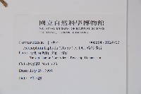 輪葉沙參藏品圖，第2張