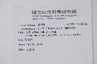 輪葉沙參藏品圖，第2張