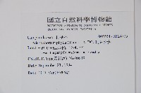 輪葉沙參藏品圖，第2張