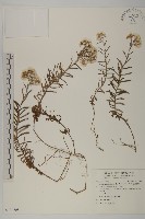 抱莖籟簫藏品圖，第1張