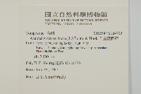 抱莖籟簫藏品圖，第2張