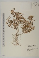 抱莖籟簫藏品圖，第1張