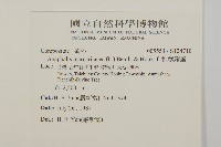 抱莖籟簫藏品圖，第2張