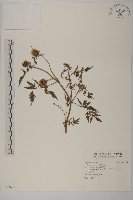 狼把草藏品圖，第1張
