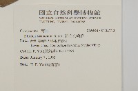 裡白艾納香藏品圖，第2張