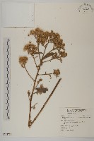 艾納香藏品圖，第1張