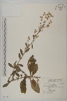 無梗艾納香藏品圖，第1張