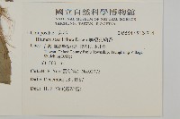 無梗艾納香藏品圖，第2張