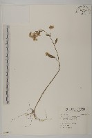 無梗艾納香藏品圖，第1張