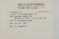無梗艾納香藏品圖，第2張