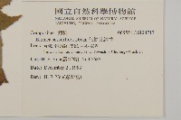 無梗艾納香藏品圖，第2張